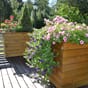 Frodig vekst i isolerte blomsterkasser fra blomsterkasseriet terrasse plantekasse plantekasser blomsterkasse trekasser takterrasse hage blomster.jpg