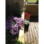 Isolert blomsterkasse 180x50x70cm LBH plantekasse blomsterkasse blomsterkasser plantekasser blomsterkasseriet terrassekasse uterom 1.jpg