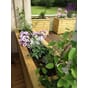 Isolert blomsterkasse 180x50x70cm LBH plantekasse blomsterkasse blomsterkasser plantekasser blomsterkasseriet terrassekasse uterom 2322.jpg