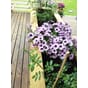 Isolert blomsterkasse 180x50x70cm LBH plantekasse blomsterkasse blomsterkasser plantekasser blomsterkasseriet terrassekasse uterom surfina2.jpg
