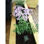 Isolert blomsterkasse 180x50x70cm LBH plantekasse blomsterkasse blomsterkasser plantekasser blomsterkasseriet terrassekasse uterom.jpg