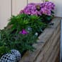 Isolert blomsterkasse fra Blomsterkasseriet. Hortensia,.jpg