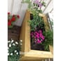 Isolert blomsterkasse fra Blomsterkasseriet. Klematis m.m.JPG