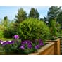 Isolert blomsterkasse impregnert furu plantekasse blomsterkasser blomsterkasseriet uterom terrasse store blomsterkasser 23.jpg