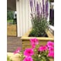 Isolert blomsterkasse impregnert furu plantekasse blomsterkasser blomsterkasseriet uterom terrasse store blomsterkasser  3.jpg