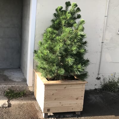 isolert blomsterkasse sibirsk lerk plantekasse blomsterkasser plantekasser blomsterkasseriet uterom inngangsparti furu træ bedrift.jpg