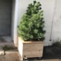 isolert blomsterkasse sibirsk lerk plantekasse blomsterkasser plantekasser blomsterkasseriet uterom inngangsparti furu træ bedrift_1.jpg