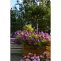Store isolerte blomsterkasser impregnert furu blomsterkasseriet plantekasser blomsterkasse terrassekasser roser surfina vintergrønt plantekasse.jpg