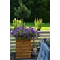 Store isolerte blomsterkasser impregnert furu blomsterkasseriet plantekasser blomsterkasse terrassekasser roser terrasse 3 surfina.jpg