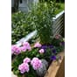 Store isolerte blomsterkasser plantekasser med hvit b blomsterkasse blomsterkasseriet terrasse platting plantekasse.jpg