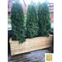 Store isolerte blomsterkasser plantekasser sibirsk lerk tuja 200x50x60cm LBH plantekasse blomsterkasse blomsterkasseriet terrasse hage takterrasse.jpg