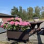Trio cottage mokka blomsterkasse selvvanningskasse plantekasse lechuza blomsterkasseriet uterom hagehortensia kopi.jpg