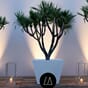 Design Arco laubo plantekrukke blomsterkasse designkasse plantekasse blomsterkasseriet uterom innerom moderne lakkerte 2s.jpg